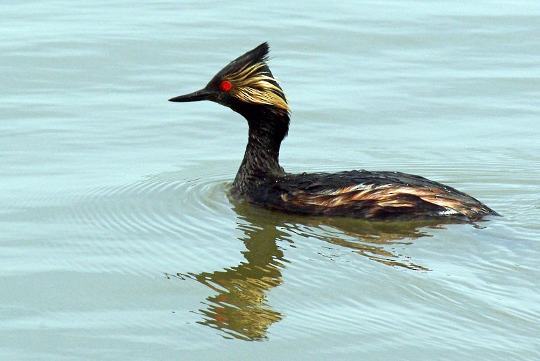 Eared Grebe - ML225314741