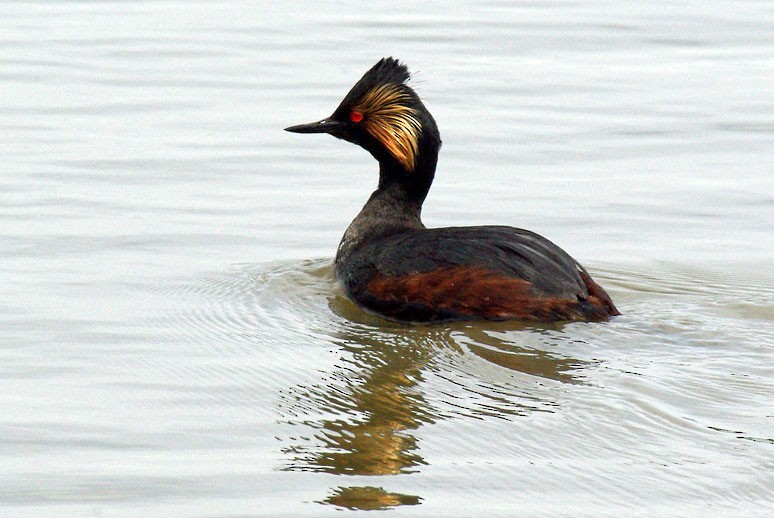 Eared Grebe - ML225314751