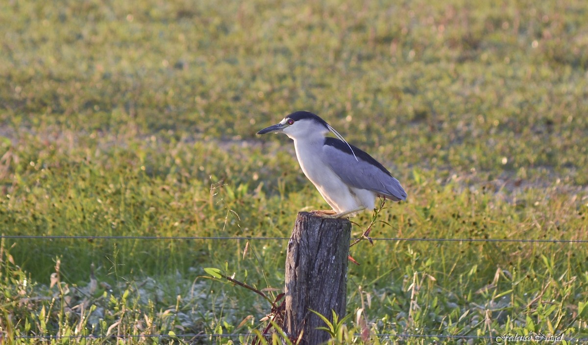 Black-crowned Night Heron - ML225315481