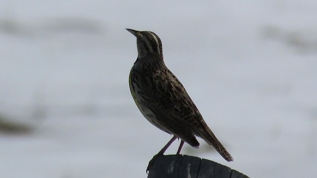 Western Meadowlark - ML225316021