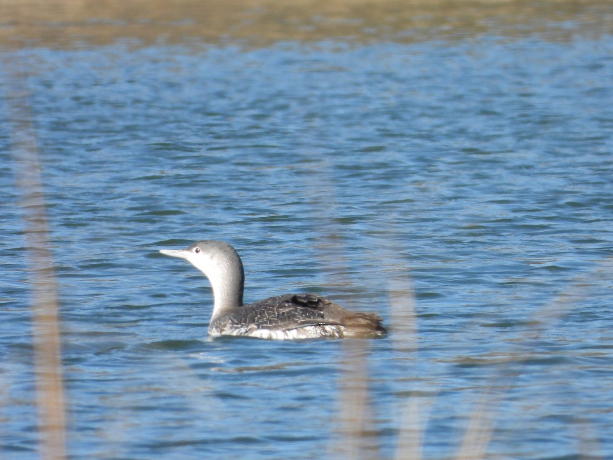 Red-throated Loon - ML225317471