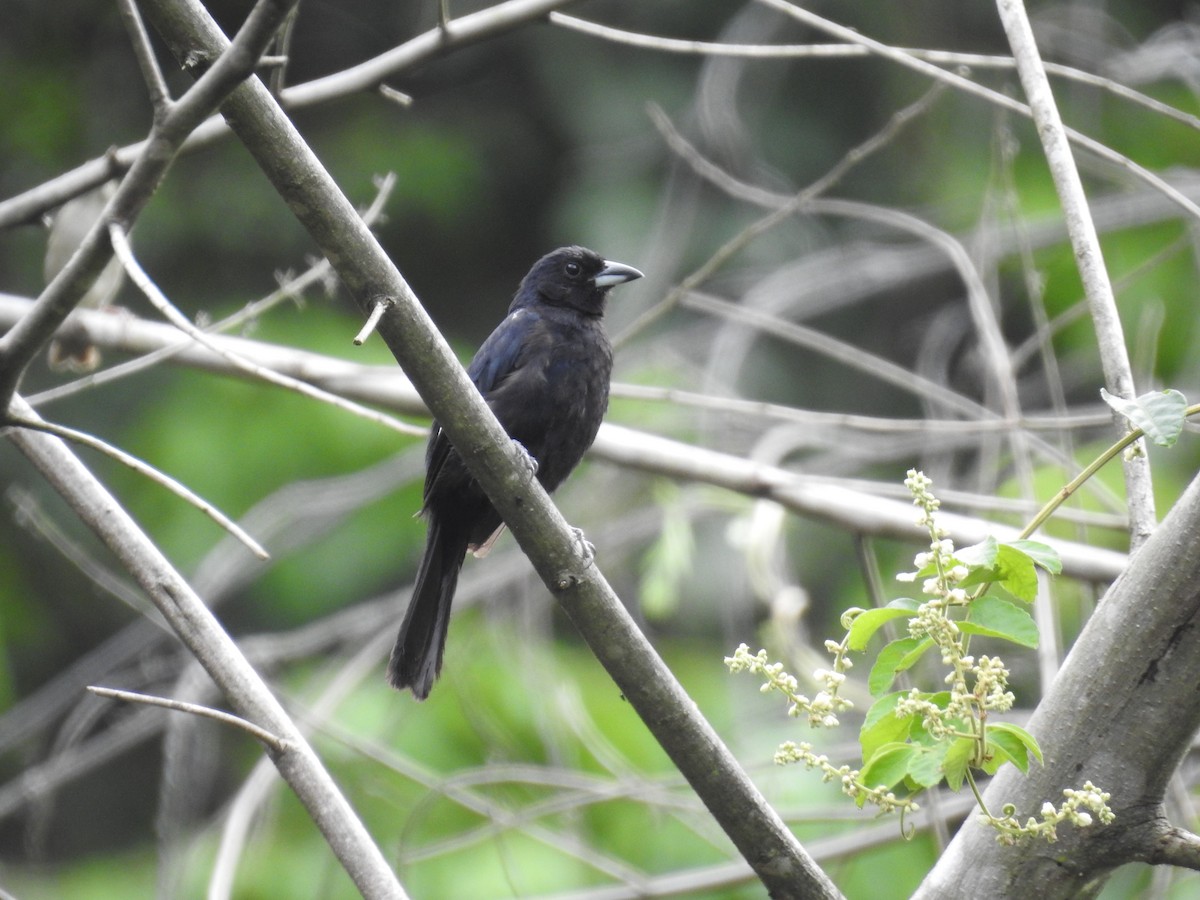 White-lined Tanager - Fernando Angulo - CORBIDI