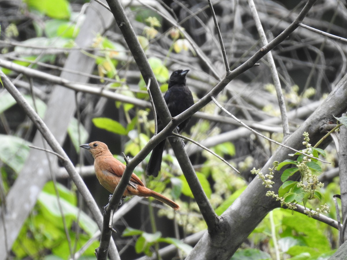 White-lined Tanager - ML225318181