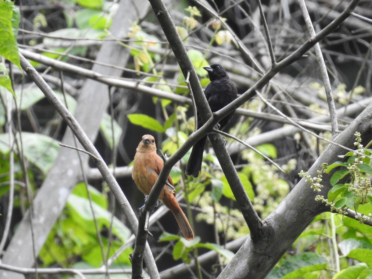 White-lined Tanager - ML225318211