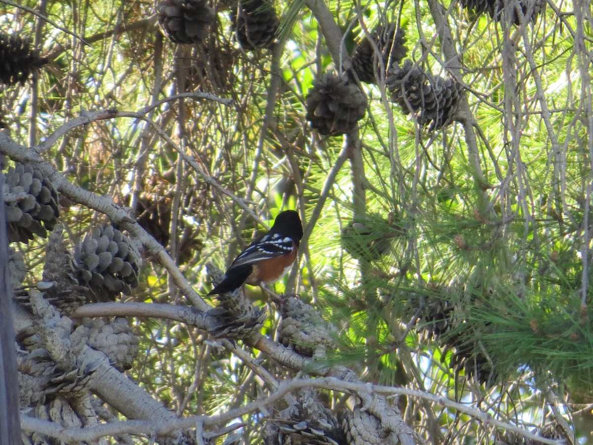 Spotted Towhee - ML225318761