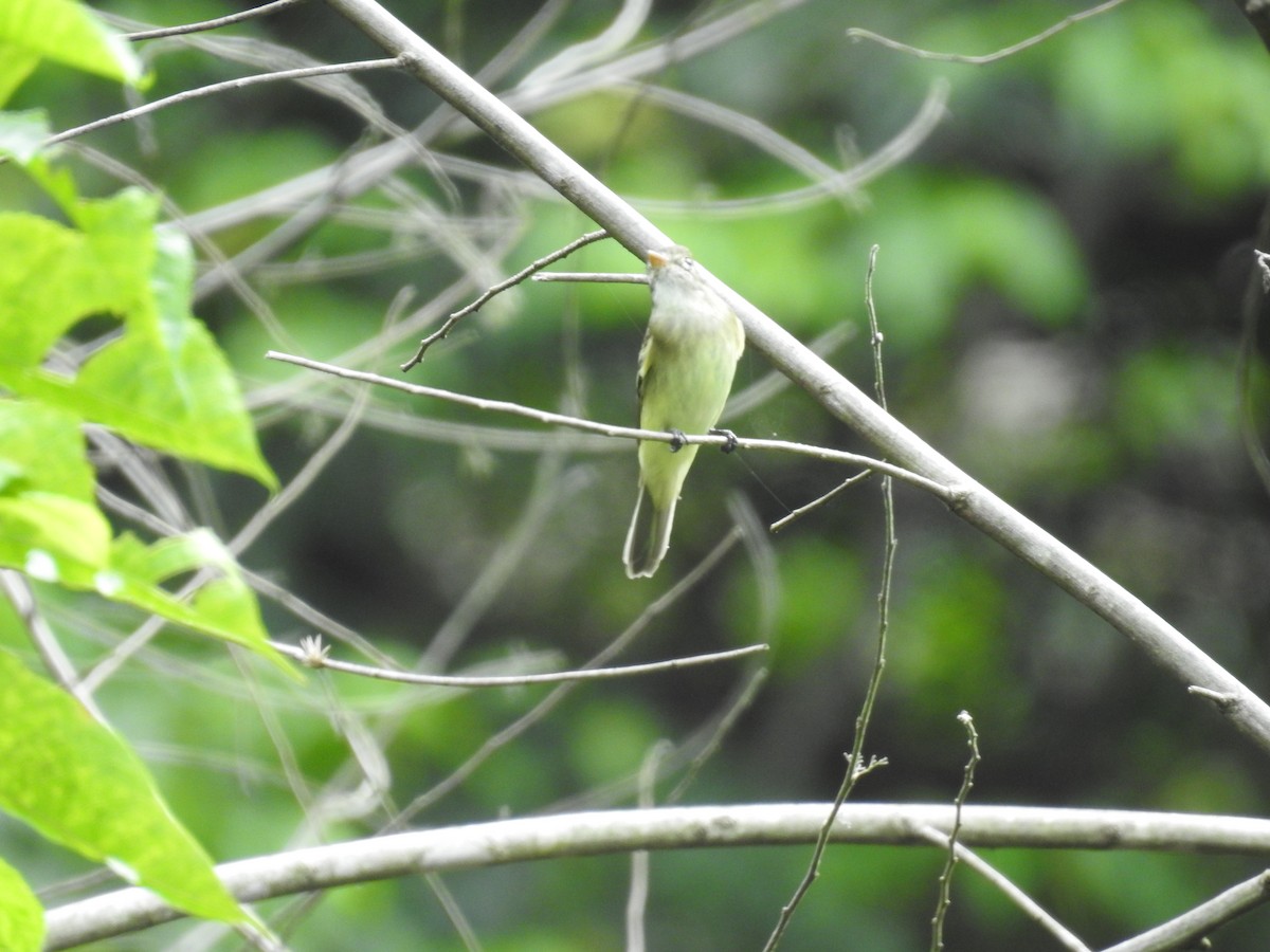 Yellow-bellied Elaenia - Fernando Angulo - CORBIDI