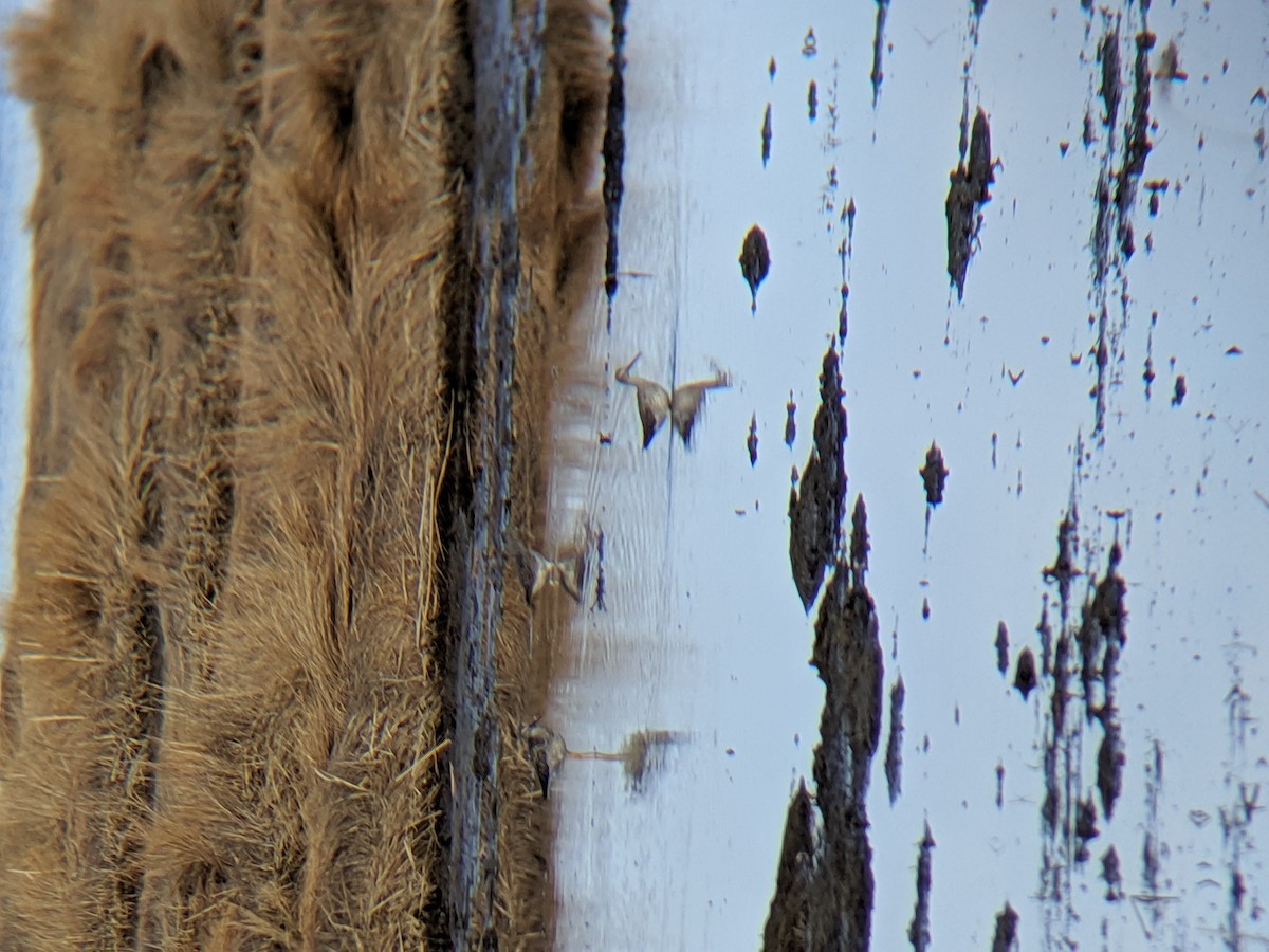 vodouš velký - ML225320671