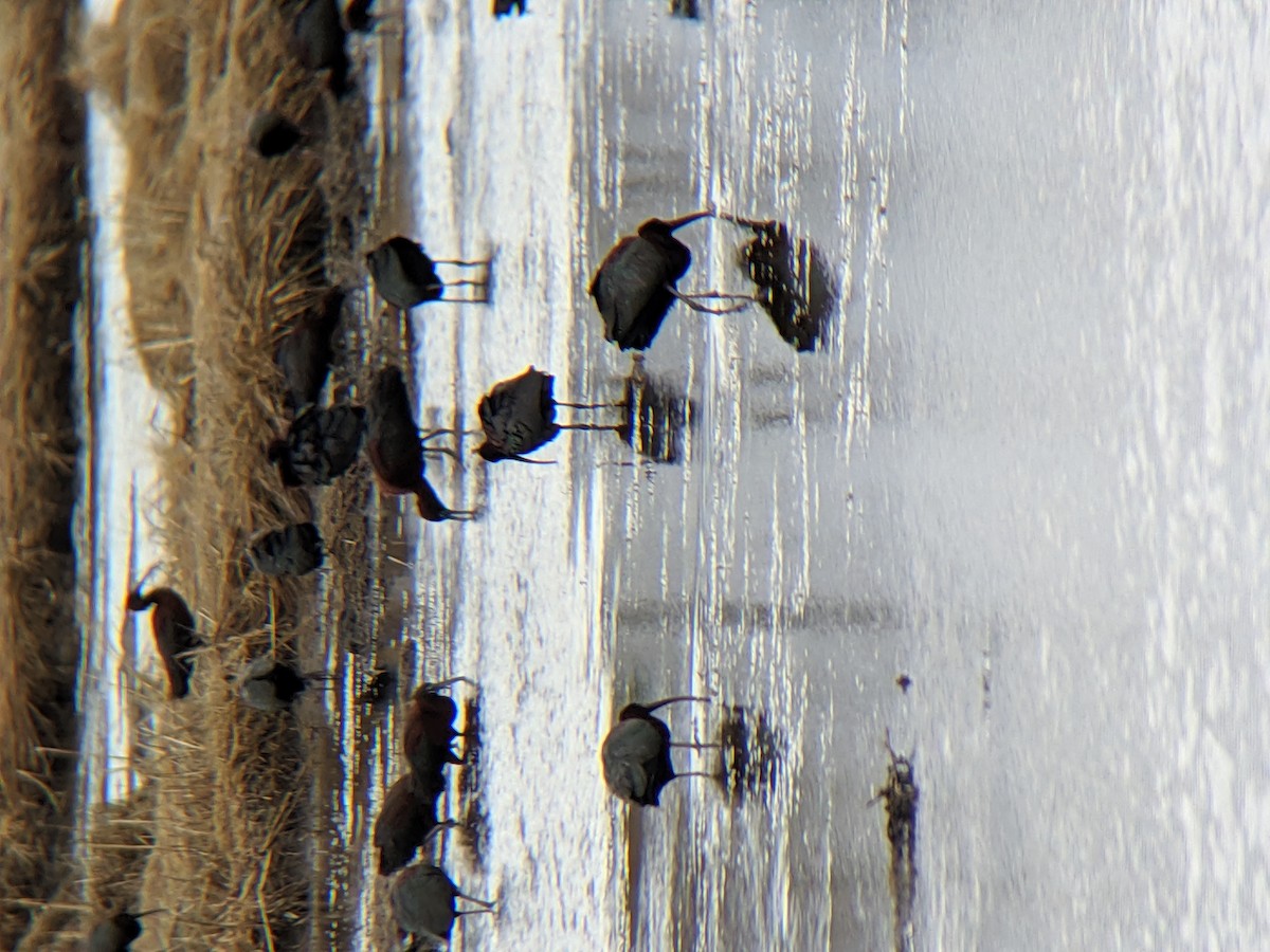 ibis hnědý - ML225320861