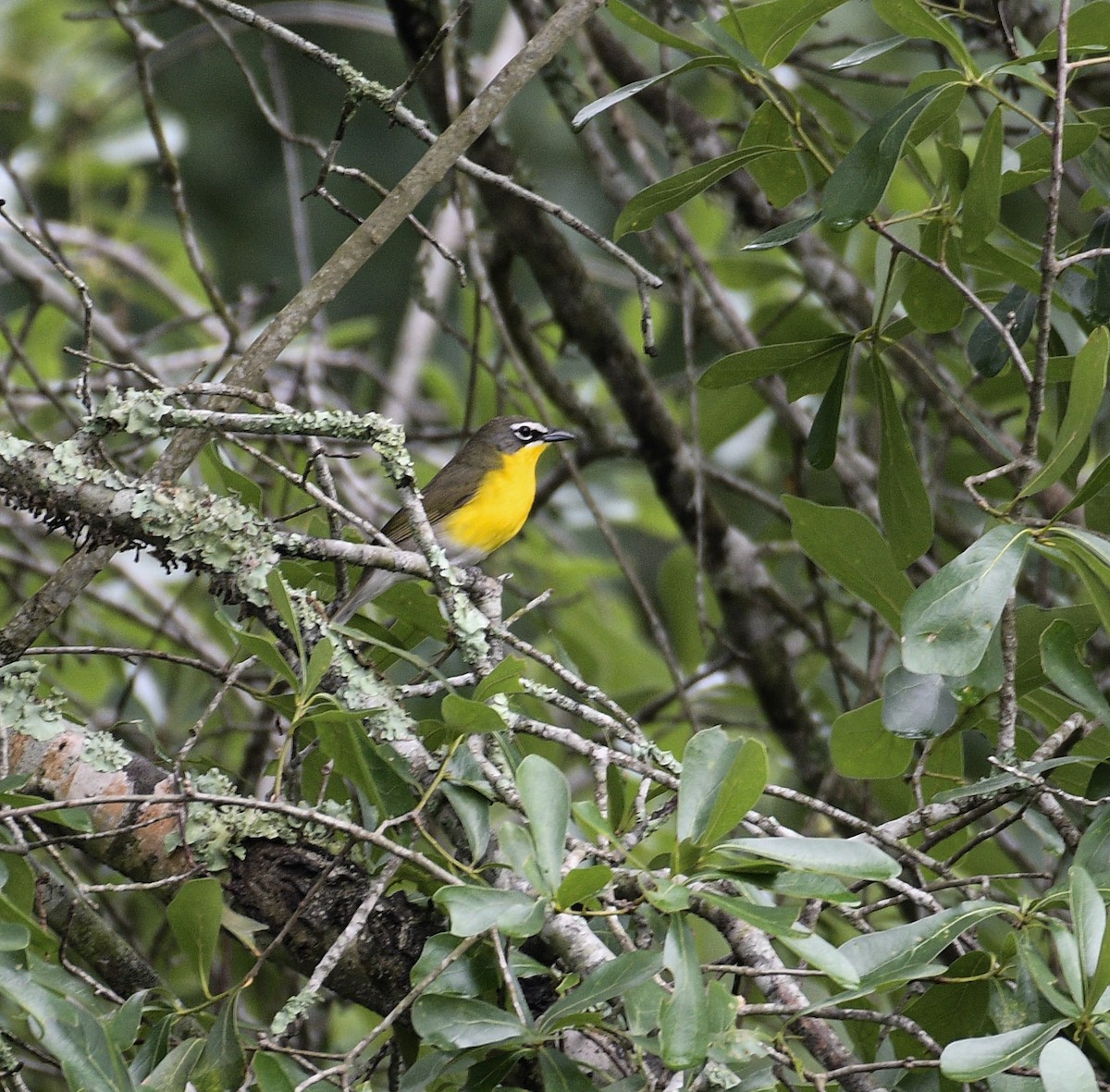 Yellow-breasted Chat - ML225321201