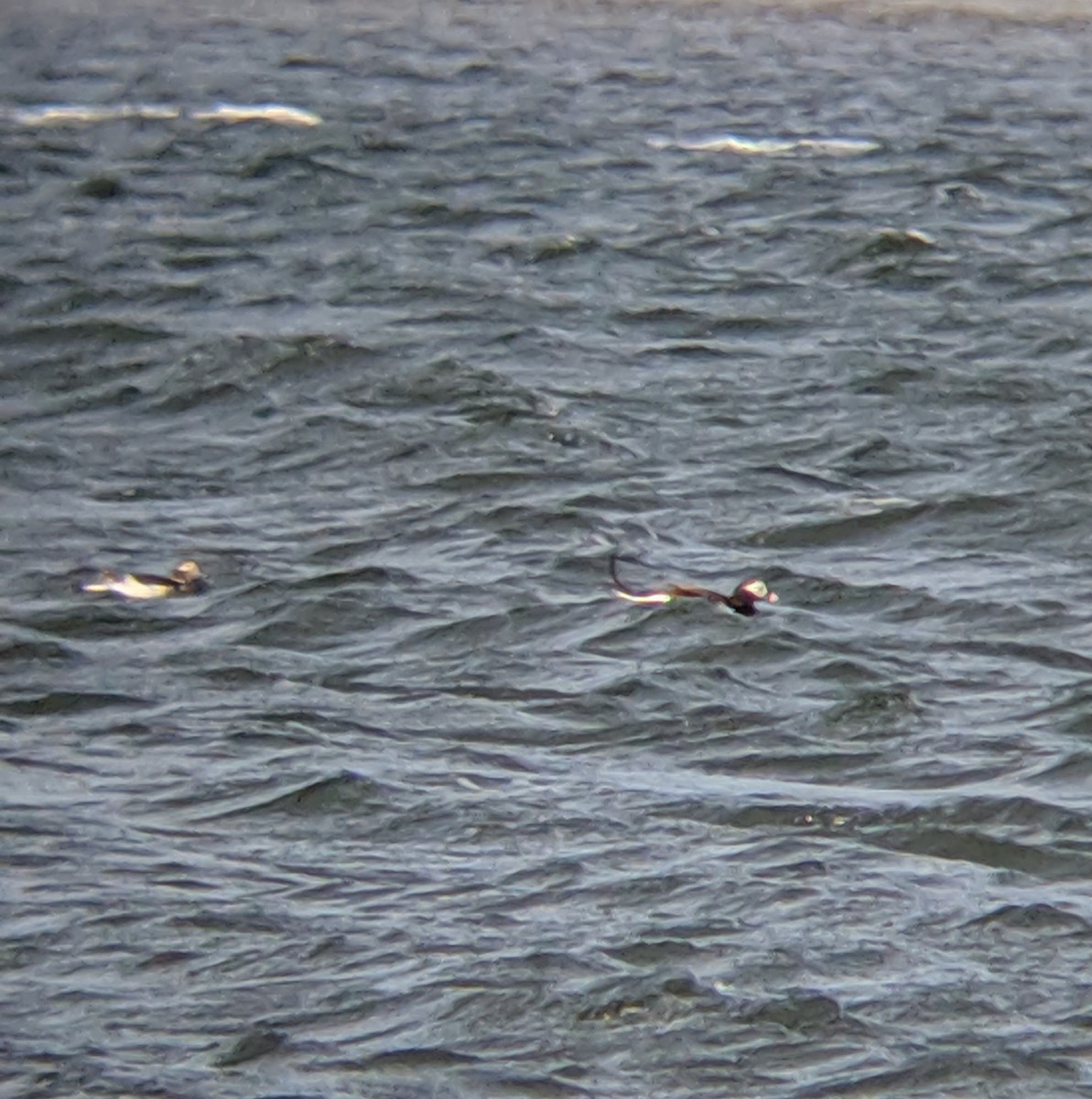 hoholka lední - ML225321701