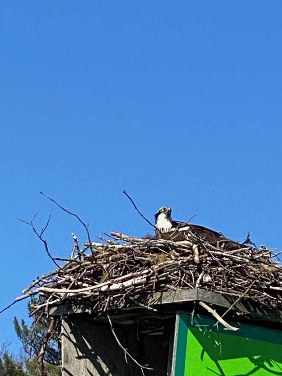 orlovec říční - ML225321861