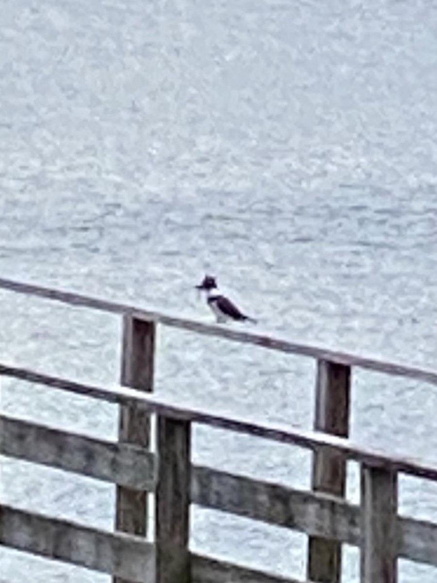 rybařík pruhoprsý - ML225321941