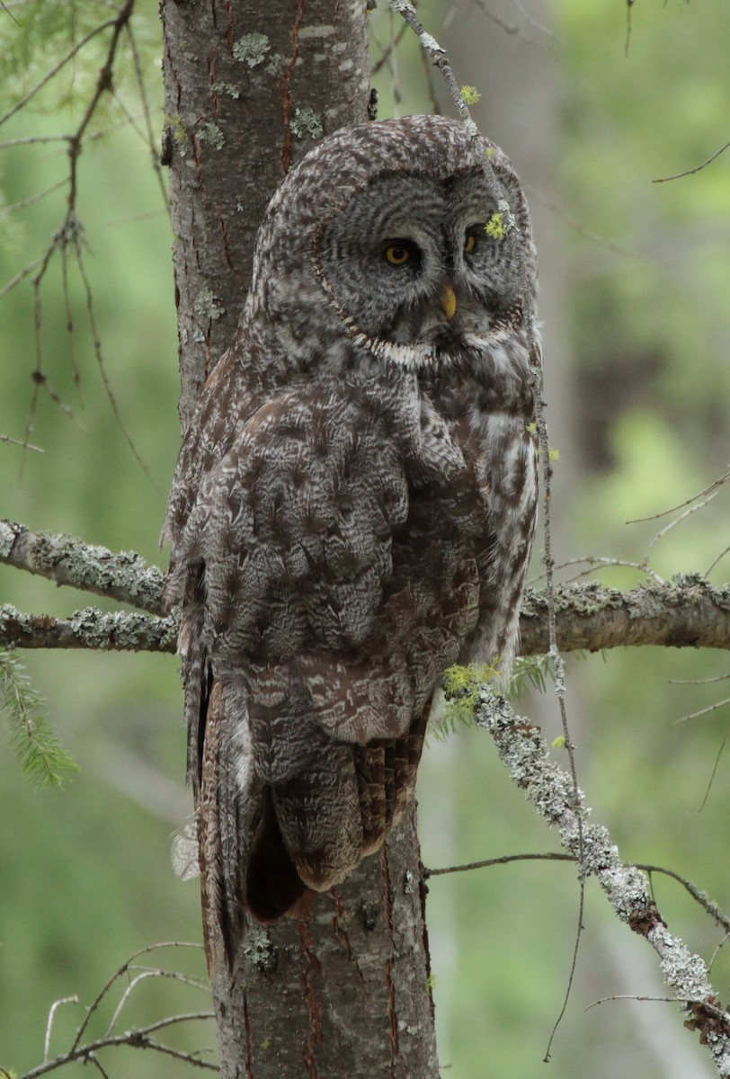 Great Gray Owl - Donna Bragg