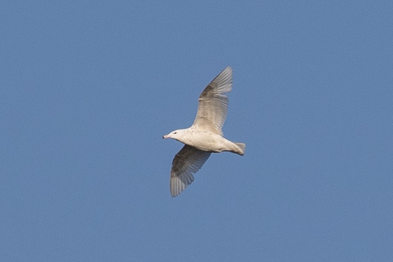 Glaucous Gull - ML225322611