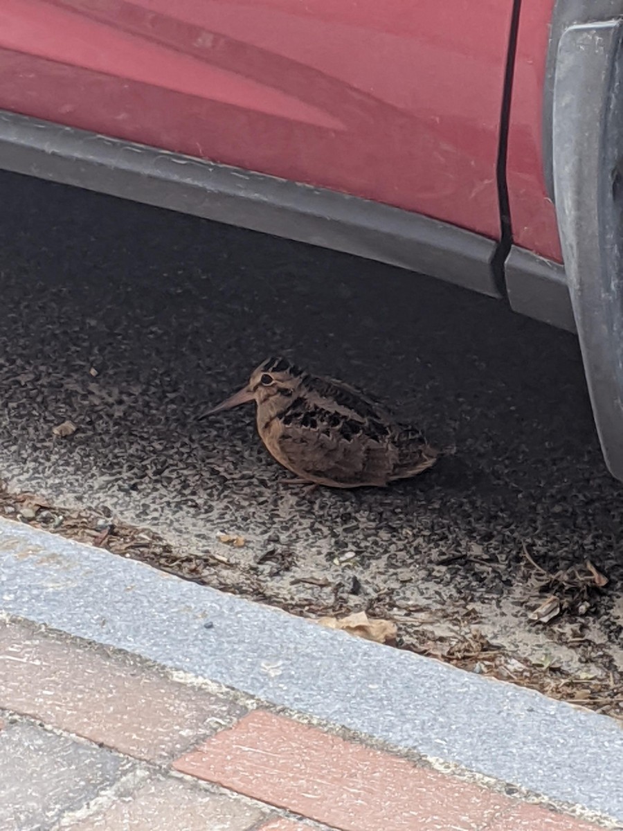 sluka americká - ML225322901