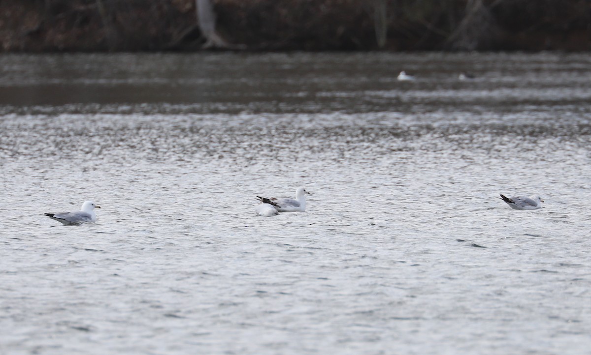 Ring-billed Gull - ML225329381