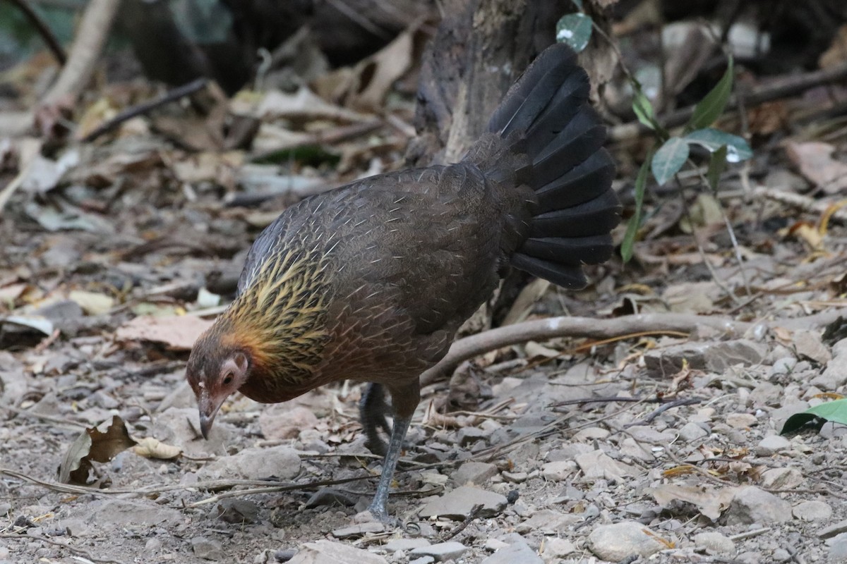 Red Junglefowl - ML225335411