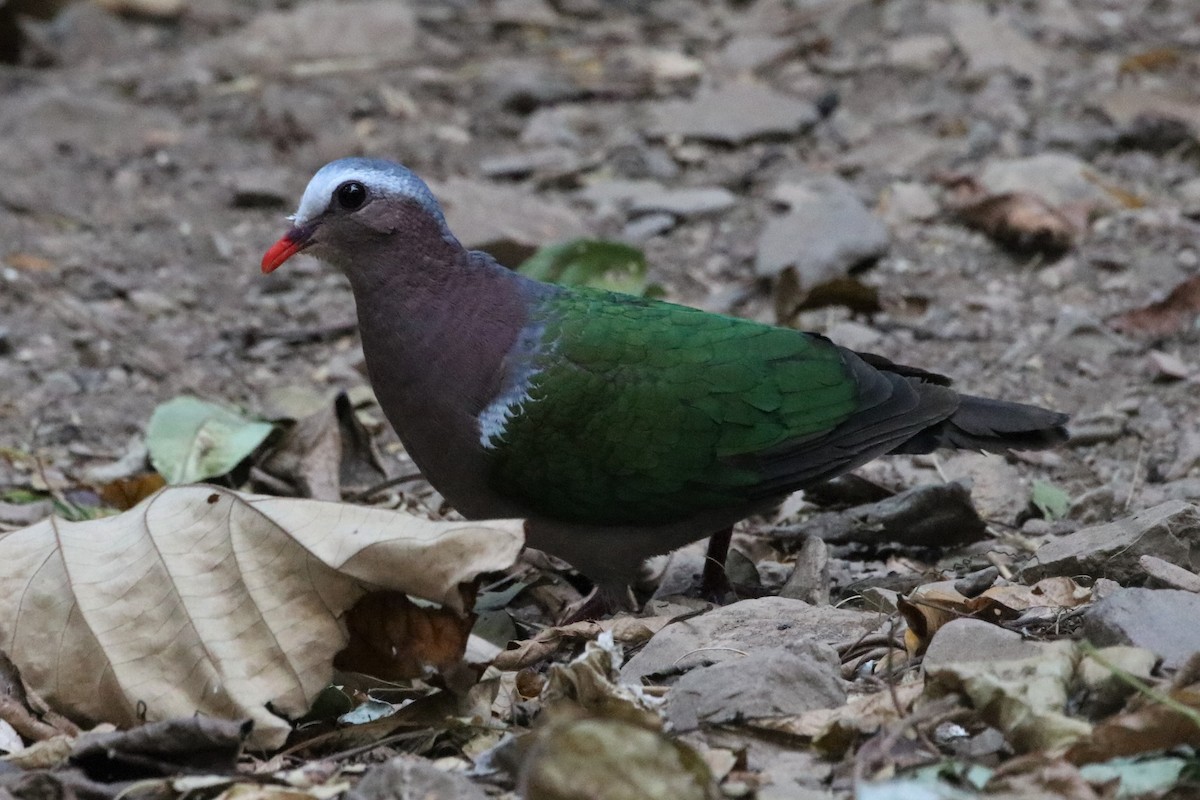 Asian Emerald Dove - Ken McKenna