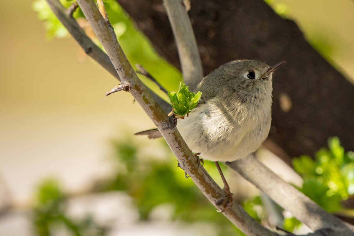 Rubingoldhähnchen - ML225337071