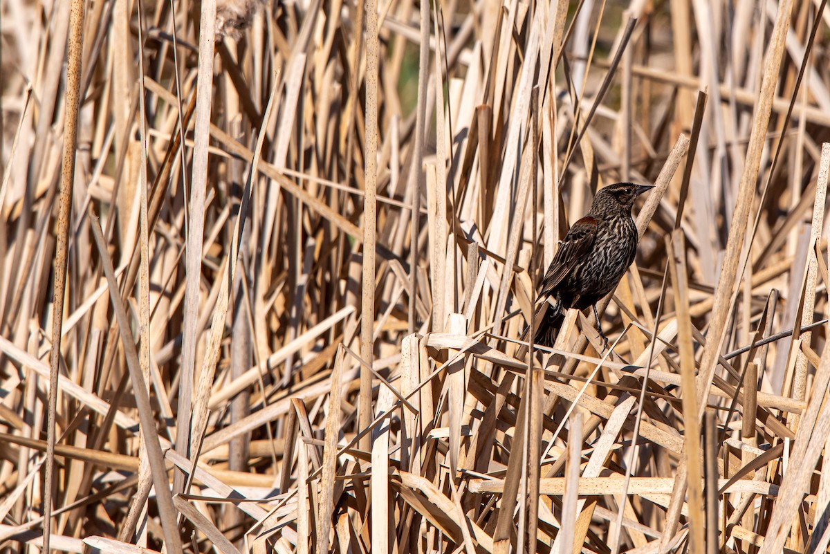 Red-winged Blackbird - Alex Bodden