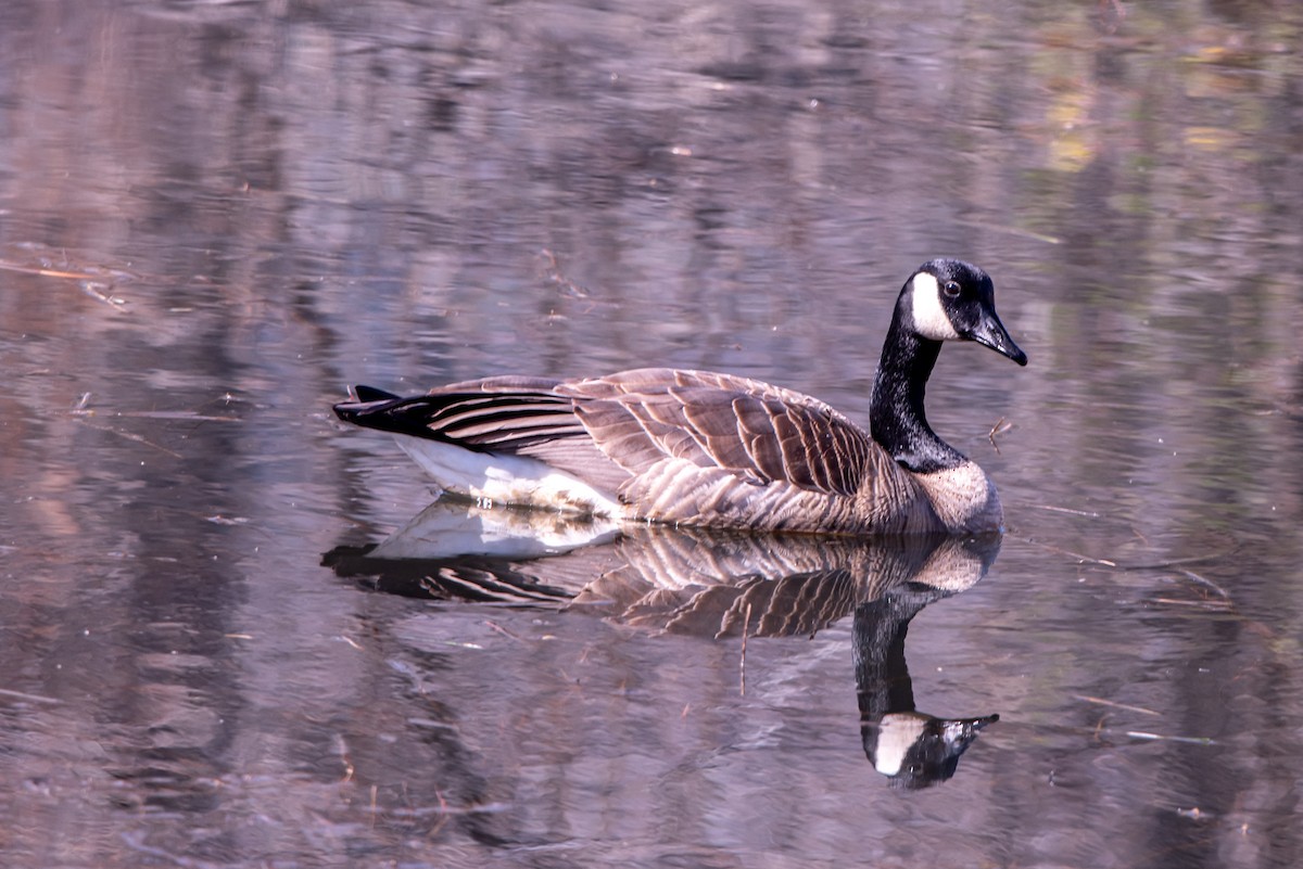 Kanadagans - ML225337211