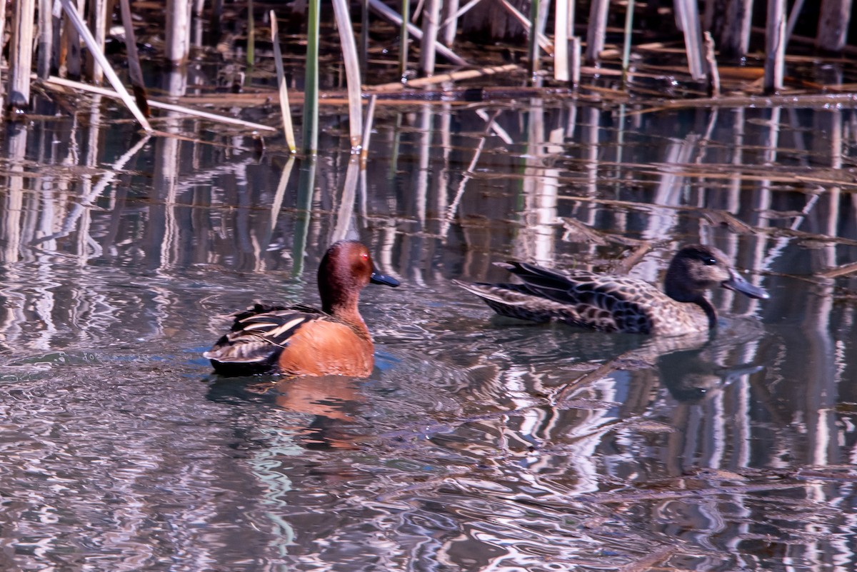 Zimtente - ML225337251