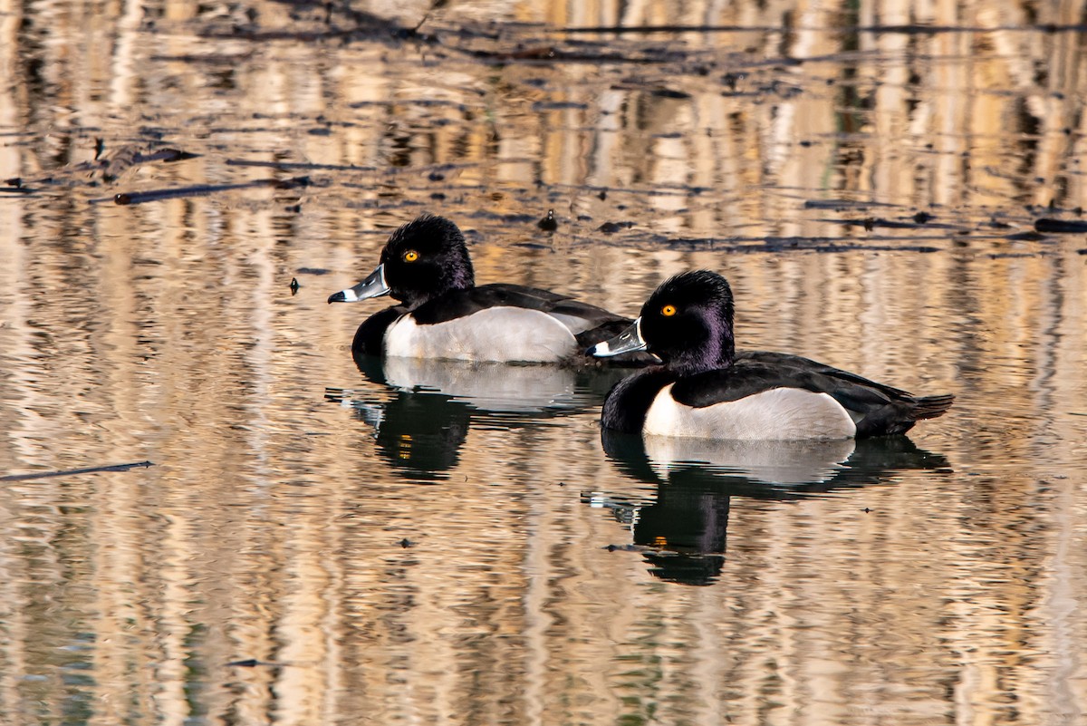 Ring-necked Duck - ML225337311