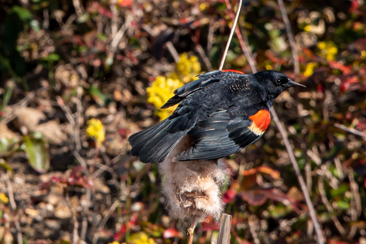 Red-winged Blackbird - ML225337381