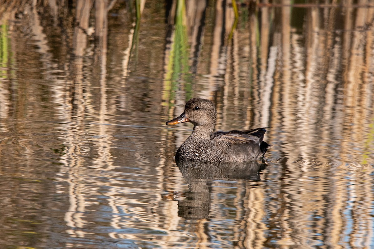 Gadwall - ML225337431