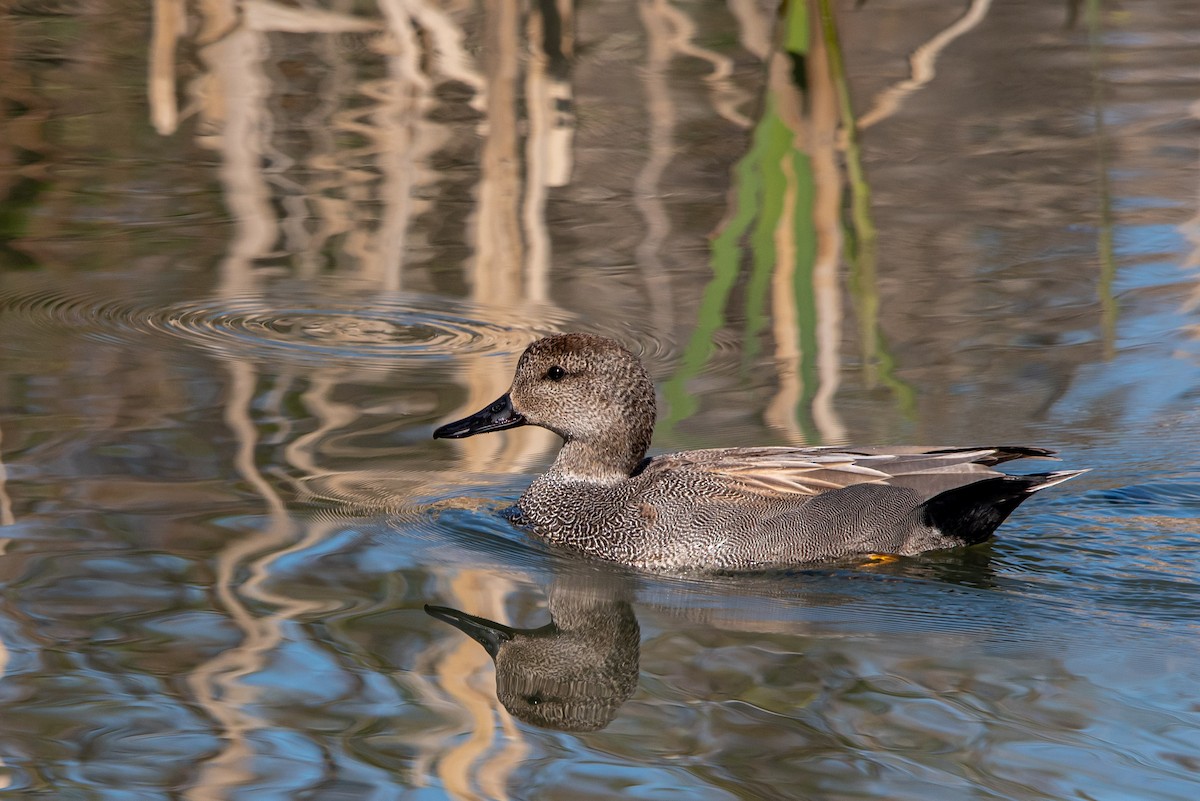 Schnatterente - ML225337801