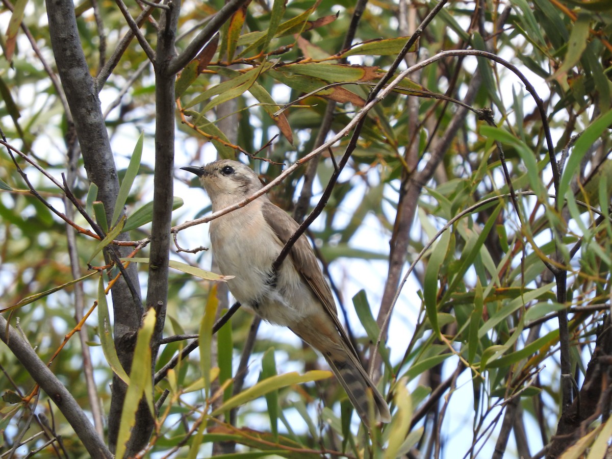 Black-eared Cuckoo - ML22533811