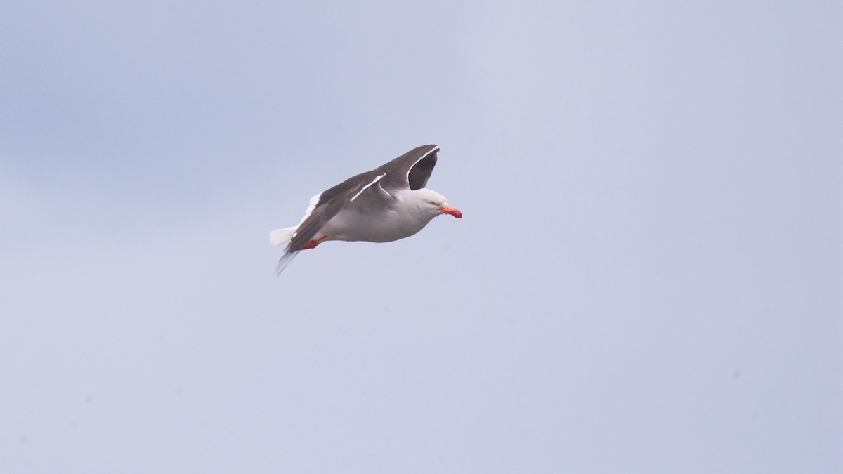 Dolphin Gull - ML22533831