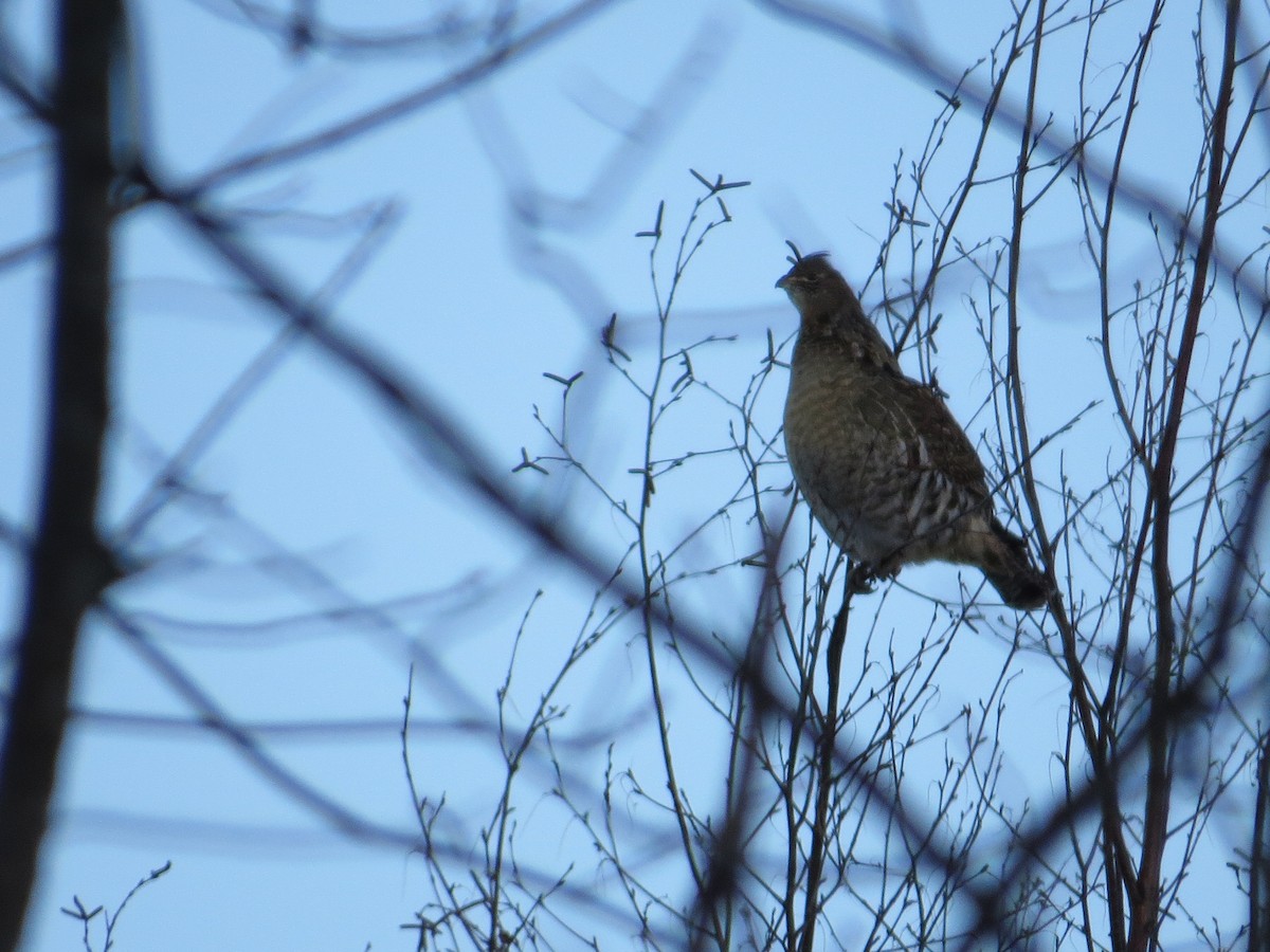 Ruffed Grouse - ML225338371