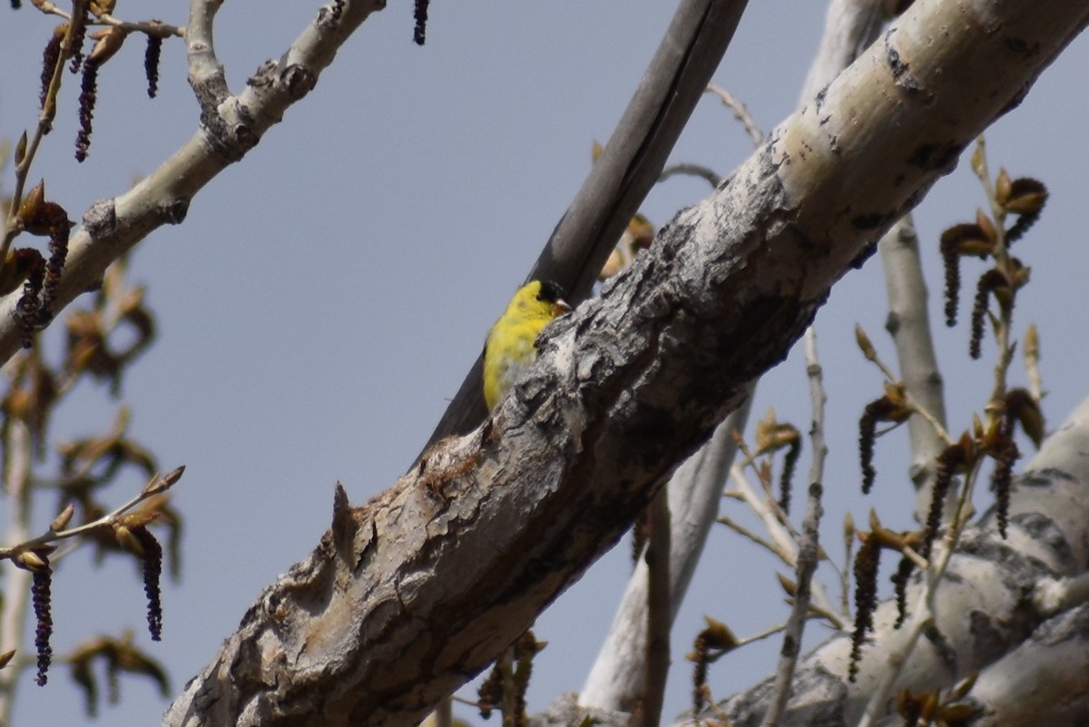 American Goldfinch - ML225339181