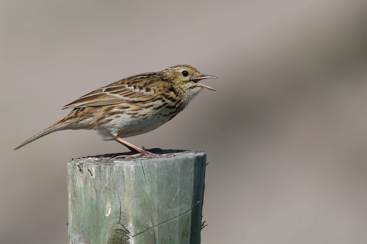 Correndera Pipit - Etienne Artigau🦩
