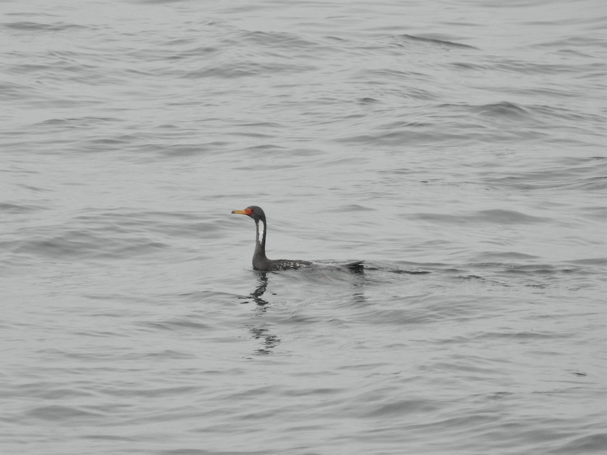 Red-legged Cormorant - ML225339941