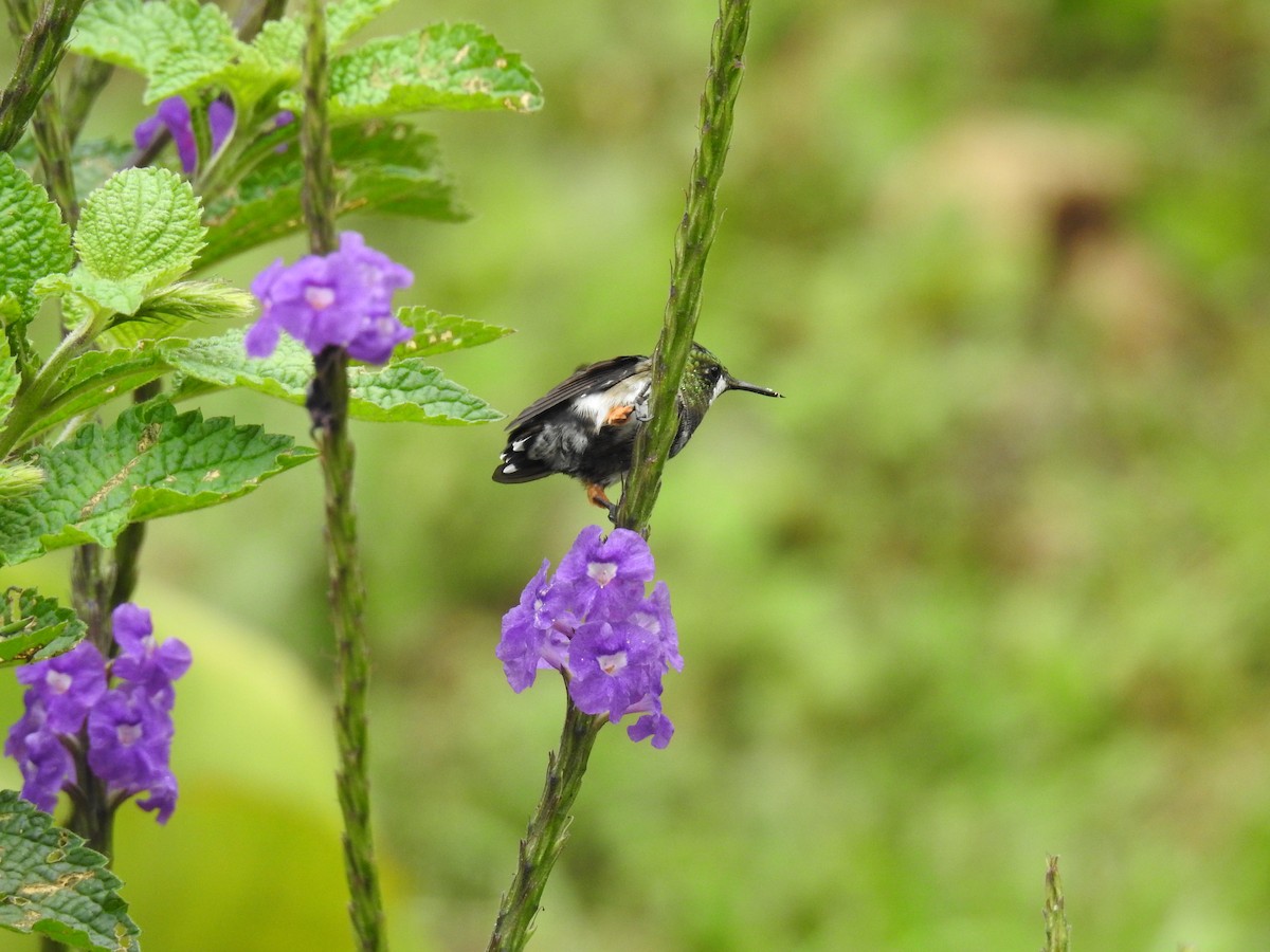 Wire-crested Thorntail - ML225339951