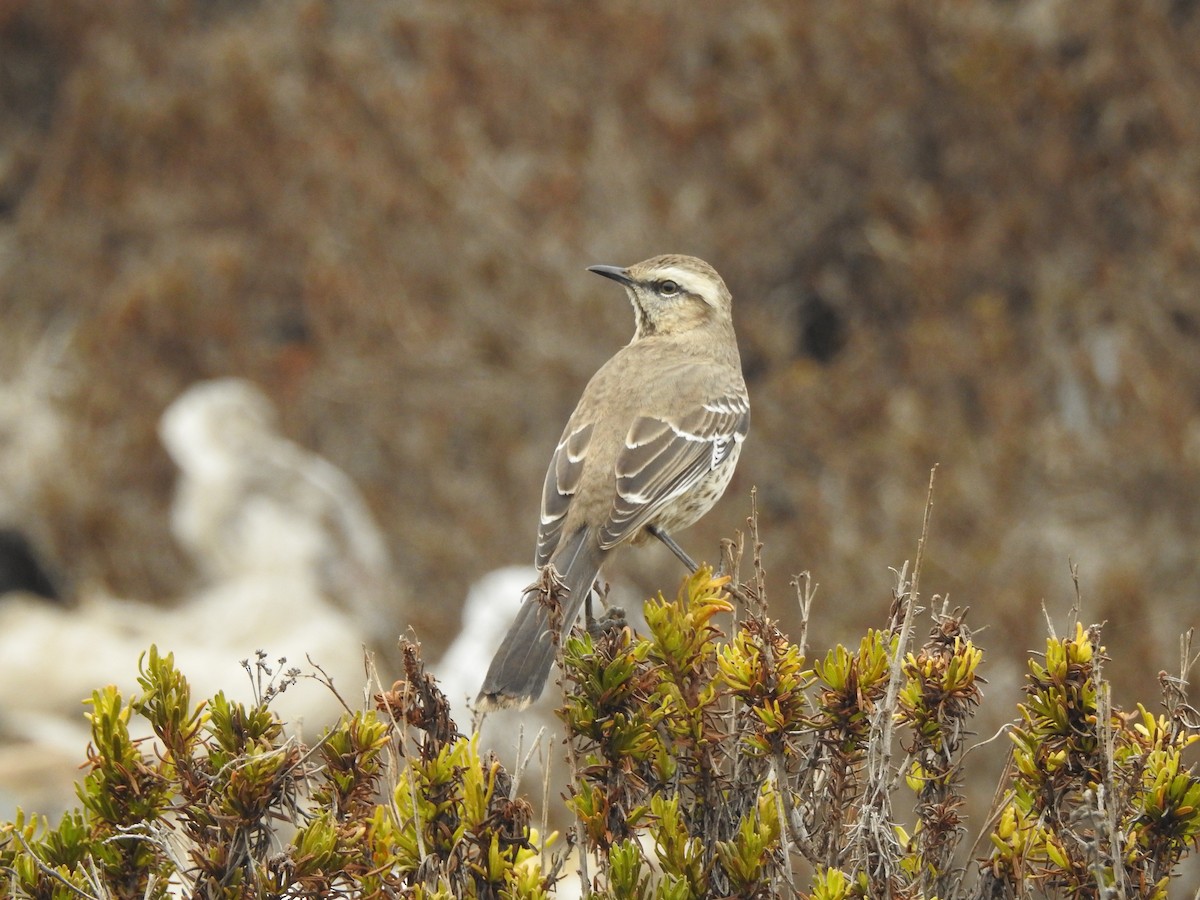 Chilean Mockingbird - ML225340211