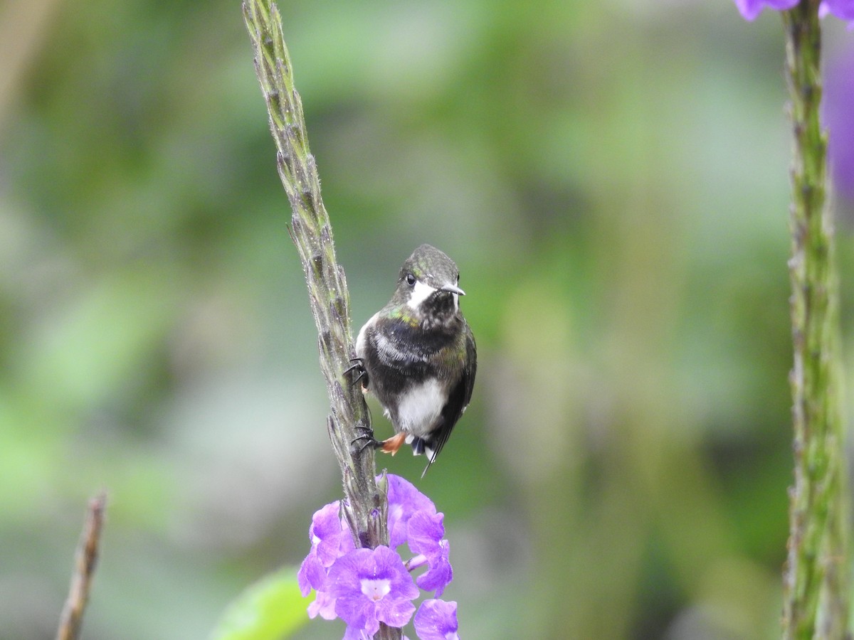 Wire-crested Thorntail - ML225340291