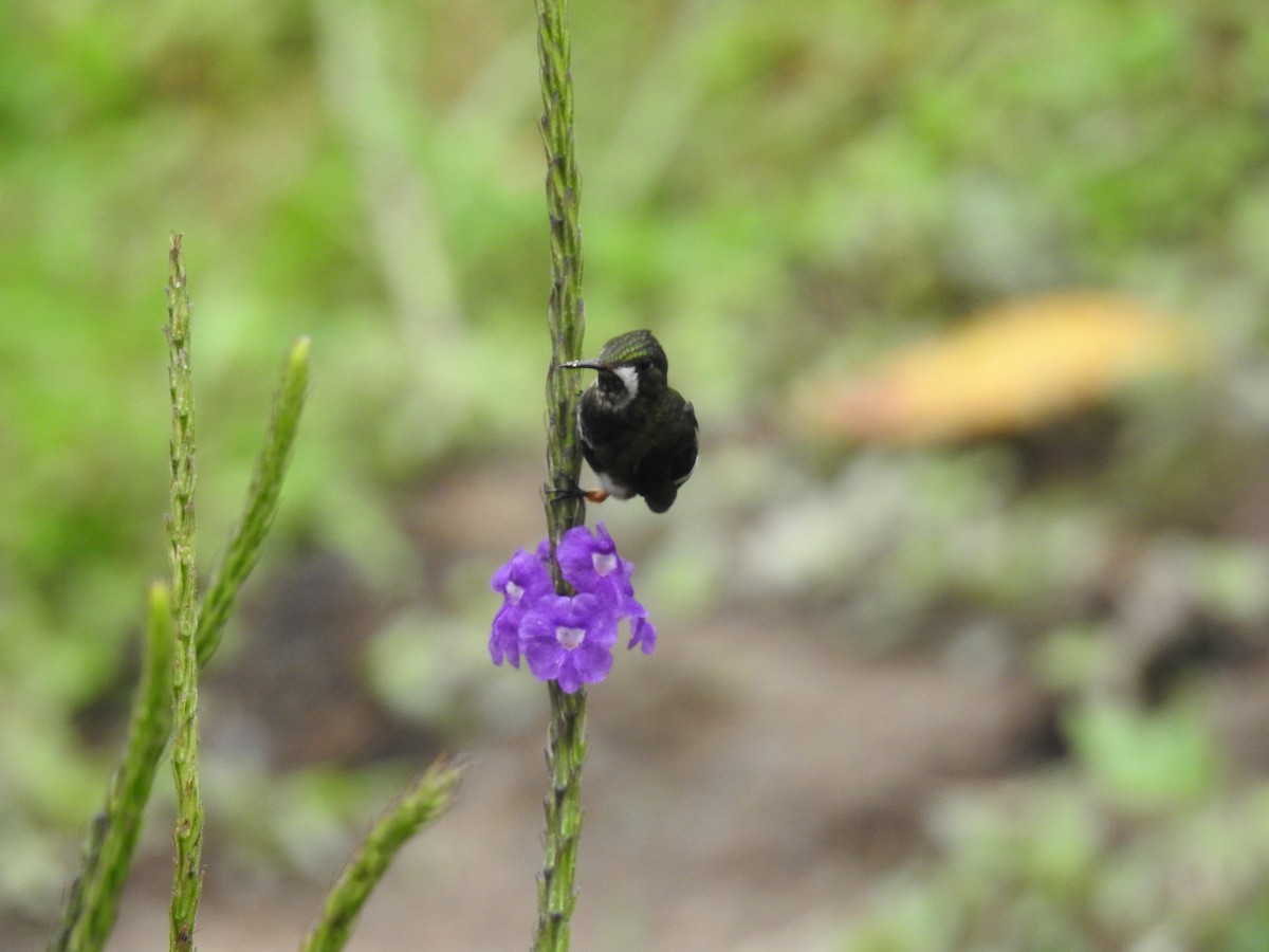 Wire-crested Thorntail - ML225340321