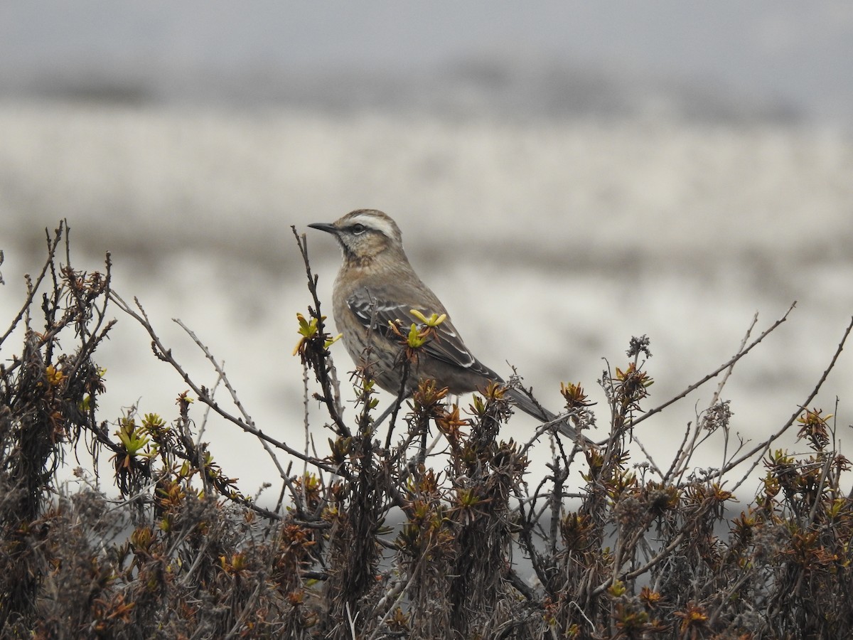 Chilean Mockingbird - ML225340351