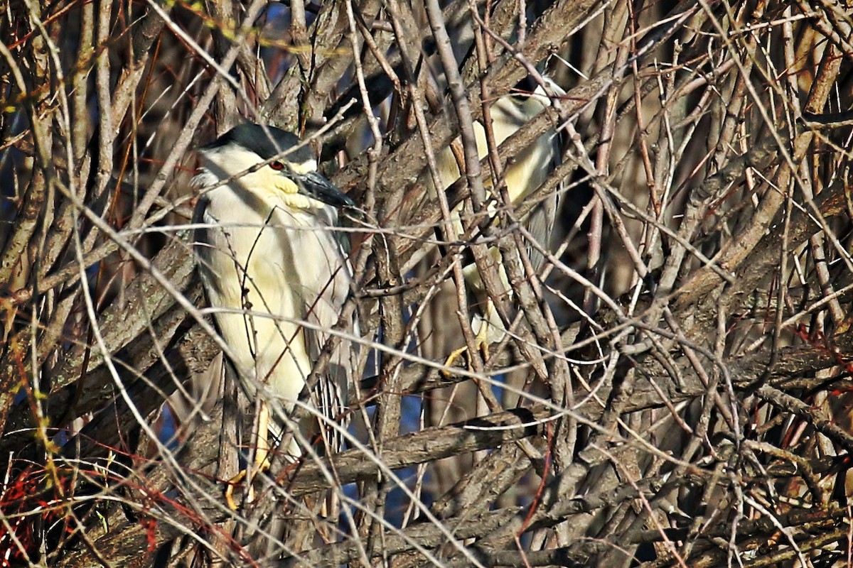 Black-crowned Night Heron - ML225340421