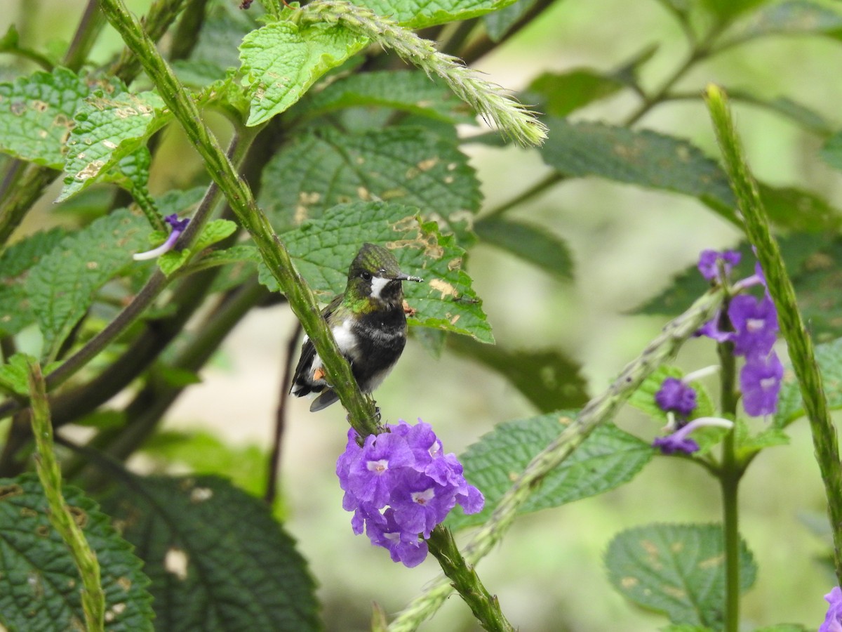 Wire-crested Thorntail - ML225340481