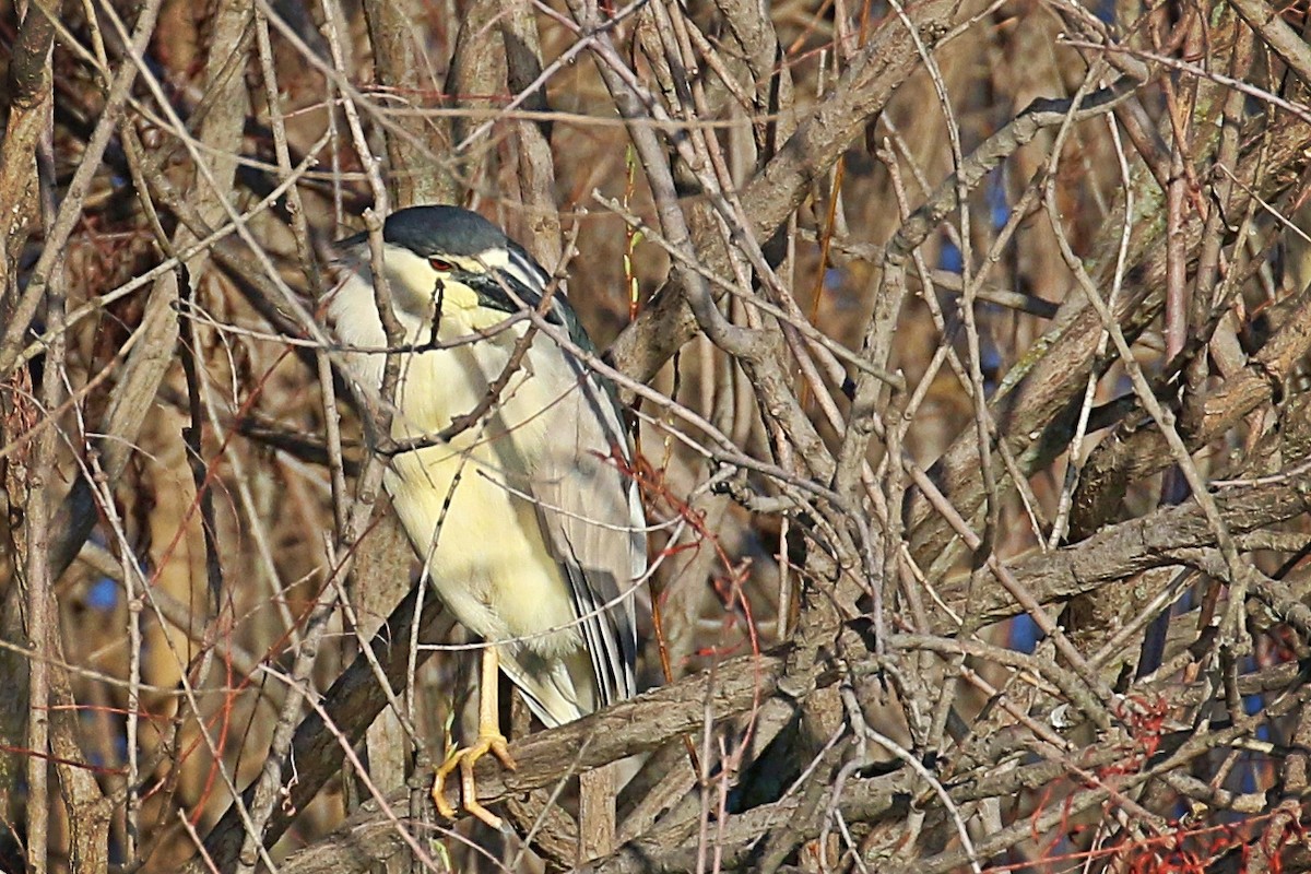 Black-crowned Night Heron - ML225340501