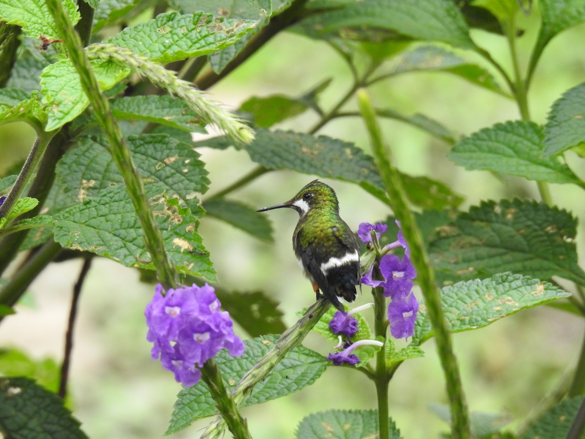 Wire-crested Thorntail - ML225340531