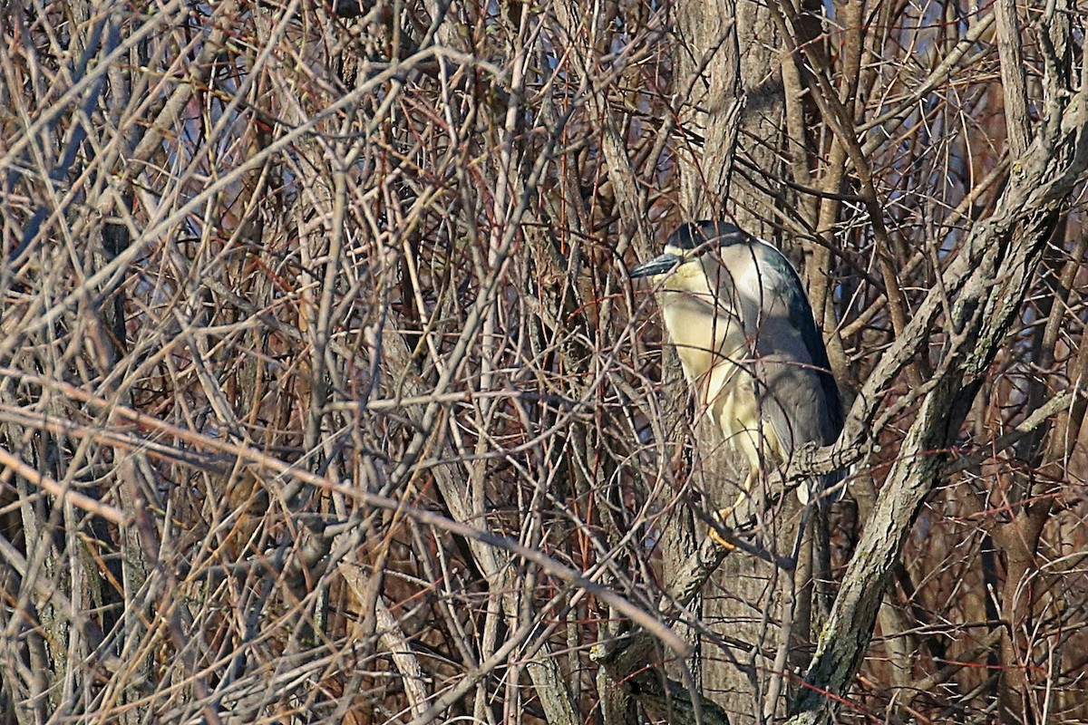 Black-crowned Night Heron - ML225340881