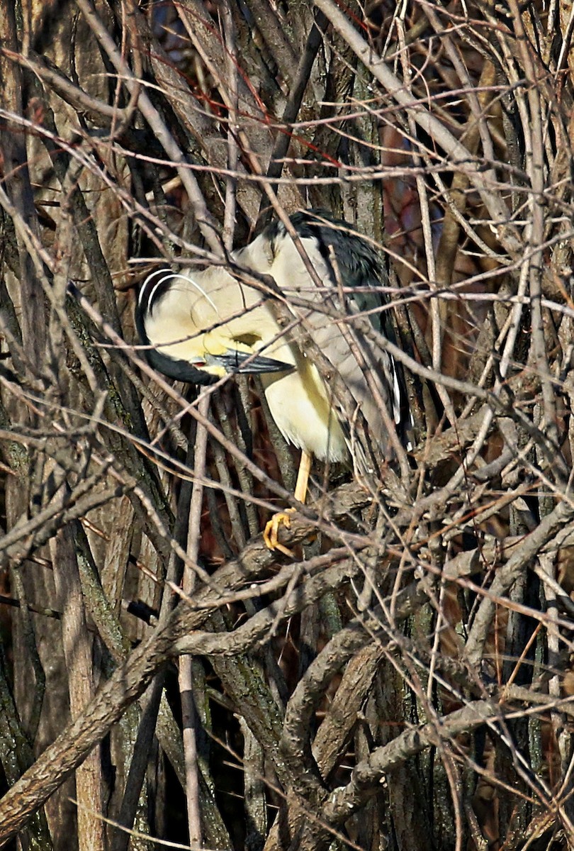 Black-crowned Night Heron - Anonymous