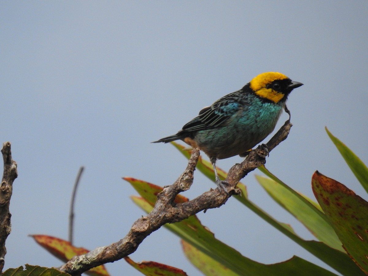 Saffron-crowned Tanager - ML225341081