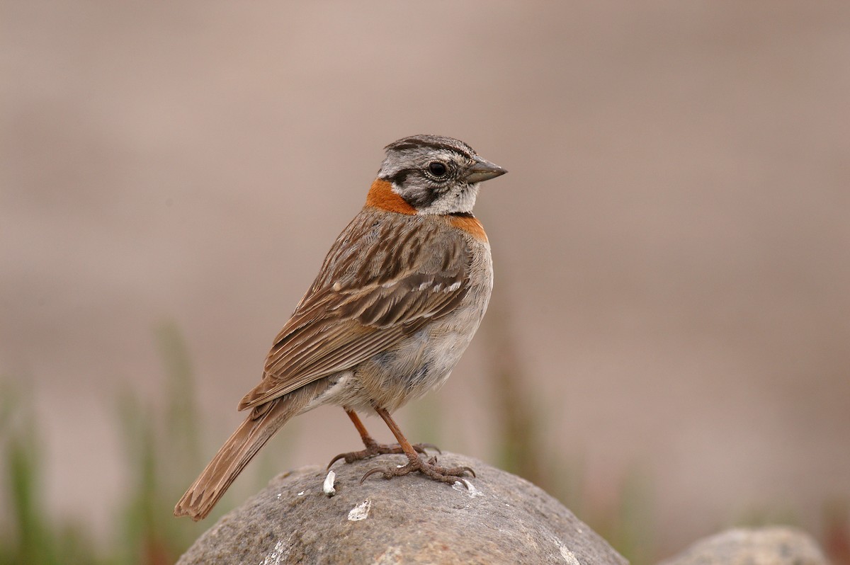 Rufous-collared Sparrow - ML22534131