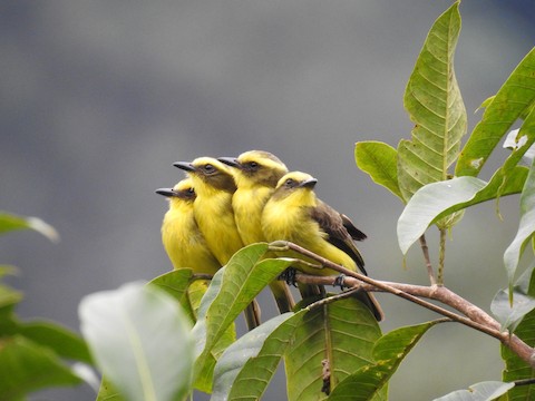 Photos - Lemon-browed Flycatcher - Conopias cinchoneti - Birds of